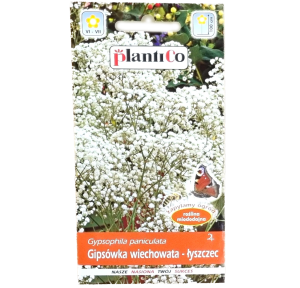 GIPSÓWKA wiechowata ŁYSZCZEC na suche bukiety - nasiona kwiatów Plantico 0,3g