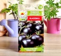 pomidor-blackball-stary-2.jpg