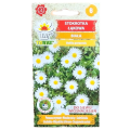 stokrotka-lakowa-biala-1.png
