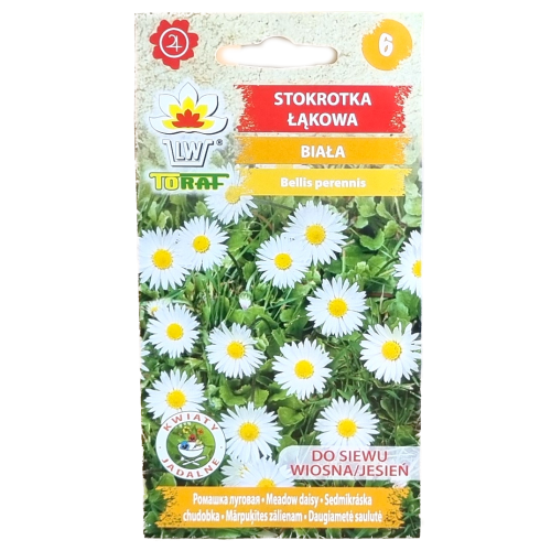 stokrotka-lakowa-biala-1.png