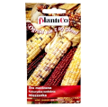 kukurydza-ozdobna-mix-1.png