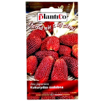 KUKURYDZA ozdobna TRUSKAWKOWA nasiona 2g