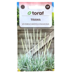 Trawa ozdobna WYDMUCHRZYCA PIASKOWA - nasiona Toraf 10 szt.