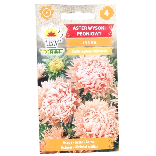 aster-janka-1.png