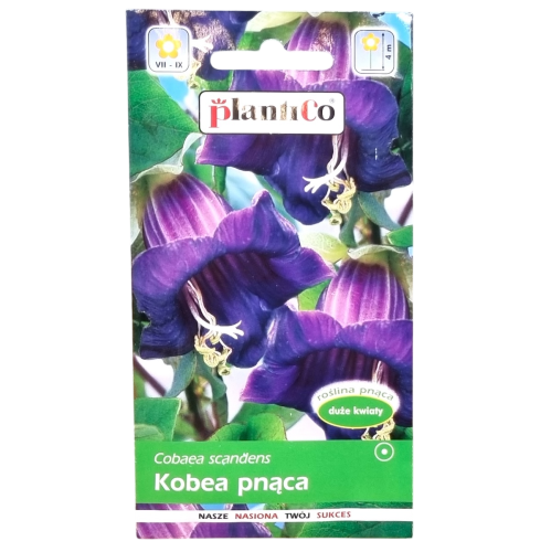 kobea-fiolet-1.png