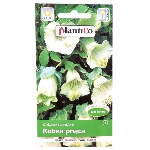 kobea-biala-1.png