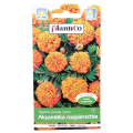 aksamitka-rozp-pom-1.png