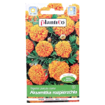 Aksamitka POMARAŃCZOWA - niska rozpierzchła - nasiona PlantiCo 1g