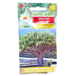 DRACENA SMOCZA - drzewo smocze, smokowiec - nasiona Toraf 5szt.