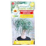 BEUKARNEA WYGIĘTA - Noga słonia, beucarnea, nolina - nasiona Toraf 5szt.