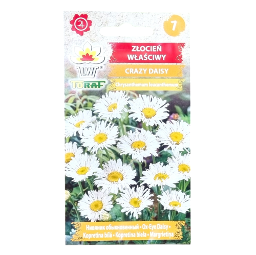 zlocien-crazy-daisy-1.png