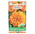 aksamitka-wyniosla-pom-1.png