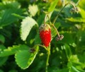 Poziomka bezrozłogowa RUJANA nasiona 0,2g