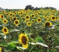 SŁONECZNIK OGRODOWY Helianthus jadalny nasiona 10g