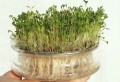 RZEŻUCHA ogrodowa nasiona 10 g PLANTICO