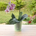 doniczka-coubi-orchid-dsto-zielona-mleczna-2.JPG