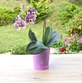 doniczka-coubi-orchid-dsto-różowa-mleczna-wkład-2.JPG