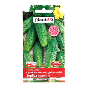 Ogórek Soplica F1 - gruntowy, do kwaszenia i konserwowania - nasiona 5g