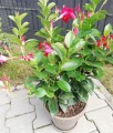 Podpora RING do kwiatów krzewów roślin 21cm