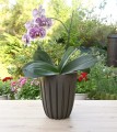 doniczka-Wario-Eco-Wood-kawa-19-2.JPG