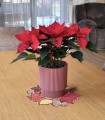 doniczka-milly-cylinder-15-marsala-11.jpg