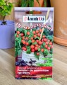 pomidor-balkonzauber-2.jpg