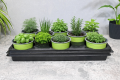 zielnik-horti-8ziół-2.png