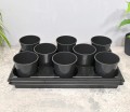rozsadnik-horti-8-róż-3.JPG