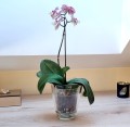 amaranta-clear-15.jpg