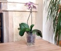 amaranta-clear-11jpg.jpg