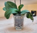 amaranta-clear-12.jpg