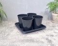 rozsadnik-horti-4-róże-RR1-Terra27-2.jpg