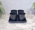 rozsadnik-horti-4-róże-RR1-Terra27-3.jpg