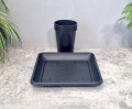 rozsadnik-horti-4-róże-RR1-Terra27-4.jpg
