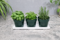 zielnik-horti-3-zioła-zielony-7.png