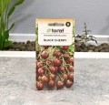 pomidor-black-cherry-toraf-nowy-2.JPG