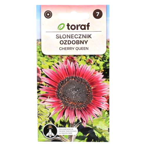 słonecznik-cherry-queen-toraf-1.png