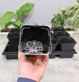 rozsadnik-horti-12:9:KW-SR0.5A-6.JPG