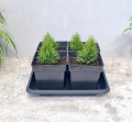 rozsadnik-horti-4-tuje-02.png