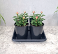 rozsadnik-horti-4-róże-RR1-Terra27-02.png