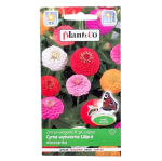 Cynia wytworna daliowa LILIPUT mix kolorów nasiona 1g