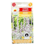 CZYŚCIEC WEŁNISTY różowy nasiona kwiatów 0,2g