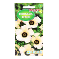 hibiskus-letni-polan-1.png