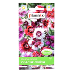 GOŹDZIK CHIŃSKI MIX kolorów nasiona kwiatów 1g