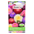 aster-książęcy-wysoki-mix-1.png
