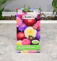 aster-książęcy-wysoki-mix-2.JPG