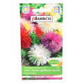 aster-igiełkowy-wysoki-mix-1.png