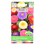 ASTER chiński POMPONOWY MIX nasiona kwiatów 1g