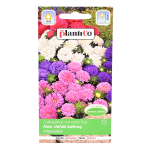 Aster chiński peoniowy KARŁOWY MIX 1g - nasiona astrów PlantiCo