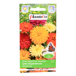 CYNIA CHRYZANTEMOWA MIX nasiona kwiatów 1g